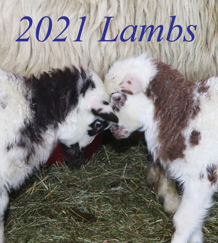 2020 Lamb Slideshow